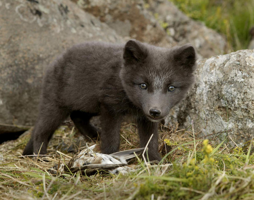 无人,站,横图,室外,白天,正面,旅游,度假,草地,石头,美景,山,山脉,植物,狐狸,野生动物,欧洲,冰岛,石子,景观,山顶,山峰,阴天,山峦,注视,娱乐,草,一只,绿色,灰色,自然,动物,群山,观察,看,站着,享受,休闲,景色,放松,观看,察看,关注,自然风光,北极狐,北欧,狡猾,白狐,沉积岩,冰岛共和国,狡诈,颠峰,极峰,蓝狐,水成岩,石块,岩石,站立,彩图,全身