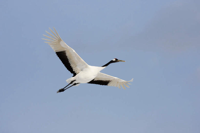 无人,横图,室外,白天,仰视,丹顶鹤,飞翔,伸展,张开,展翅,阴影,飞行,光线,翅膀,鹤,影子,云,云朵,翱翔,云彩,注视,飞舞,一只,蓝色,白云,蓝天,天空,阳光,天,观察,看,晴朗,观看,吉祥,察看,高雅,关注,张开翅膀,长寿,鴜鷜,忠贞,遨游,漫游,展开翅膀,晴空,仙鹤,彩图,低角度拍摄,全身