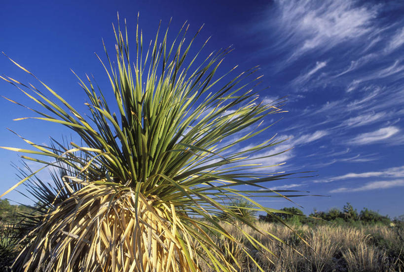无人,公园,横图,室外,白天,仰视,旅游,度假,美景,沙漠,龙舌兰,美国,阴影,光线,影子,景观,云,云朵,云彩,娱乐,蓝色,白云,蓝天,天空,阳光,自然,天,享受,休闲,景色,放松,晴朗,希望,北美,北美洲,国家公园,自然风光,美洲,南达科他州,北亚美利加洲,亚美利加洲,南达科他,草狼之州,晴朗之州,恶土国家公园,恶地国家公园,毛边丝兰,软叶丝兰,丝兰,剑麻,凤尾兰,凤尾丝兰,番麻,大漠,砂漠,晴空,彩图,低角度拍摄,龙舌掌