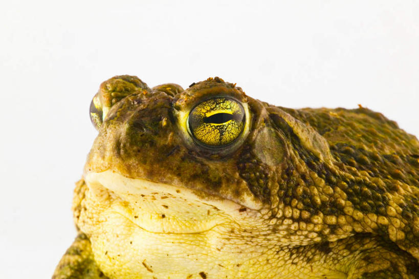 无人,蹲,横图,室内,特写,白天,白色背景,正面,青蛙,野生动物,注视,一只,动物,观察,看,可爱,摄影,活泼,影棚,观看,察看,关注,蹲着,半身,彩图,影棚拍摄,拍摄