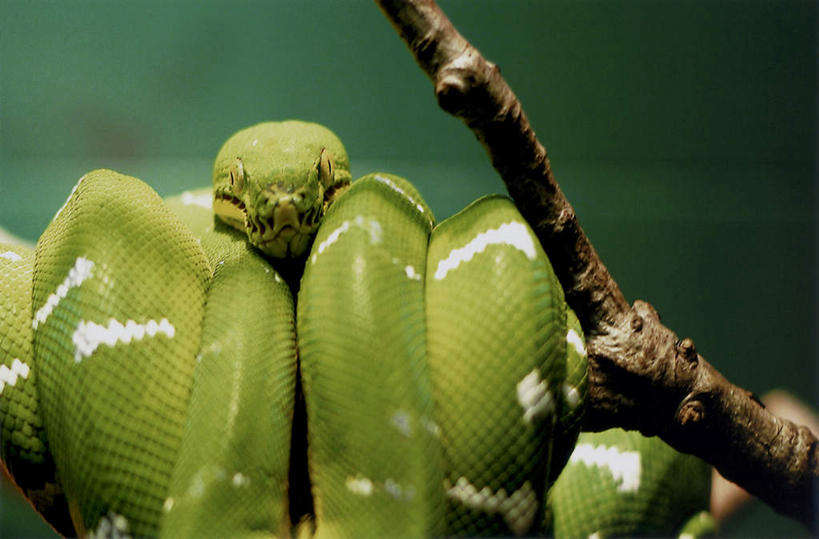 无人,横图,室外,特写,白天,正面,野生动物,一条,环绕,缠绕,蟒蛇,爬行动物,蛇,树桩,注视,树,树干,绿色,动物,观察,看,木桩,观看,察看,关注,冷血动物,纠缠,凶猛,脊椎动物,长虫,翡翠树蟒,残暴,凶残,半身,彩图,冷血