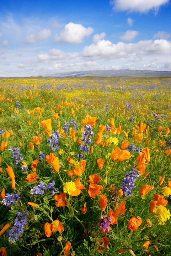 无人,竖图,室外,白天,正面,旅游,度假,花海,花圃,美景,植物,罂粟,叶子,美国,阴影,盛开,光线,影子,地平线,景观,云,云朵,辽阔,羽扇豆,鲁冰花,草药,地面,花蕾,云彩,娱乐,中药,花,花瓣,花朵,花卉,鲜花,蓝色,绿色,白云,蓝天,天空,阳光,自然,花丛,花束,花田,天,花苞,花蕊,享受,休闲,广阔,景色,放松,母爱,晴朗,一望无际,毒品,北美,北美洲,加利福尼亚,自然风光,延伸,美洲,药材,中草药,白羽扇豆,加州,中药材,本草,加利福尼亚州,圣路易斯.奥比斯波,卡里索平原,金州,黄金州,天地相交,止痛,镇静,安眠,北亚美利加洲,亚美利加洲,奉献,无私,圣路易斯奥比斯波,圣路易斯.奥比斯波县,苦涩,无边无际,一马平川,晴空,罂粟花,彩图