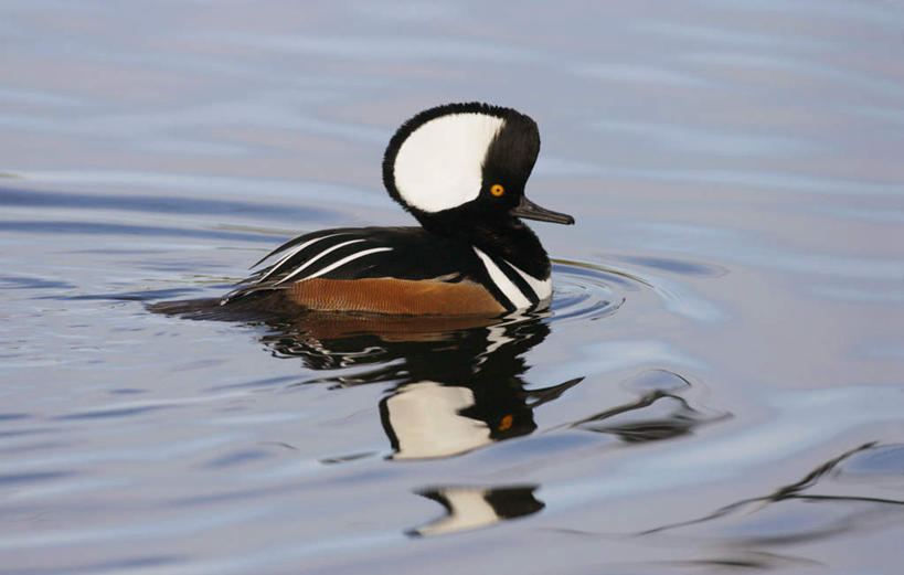 游泳,无人,横图,室外,白天,侧面,湖,湖泊,水,鸟,波纹,鸟类,鸭,湖面,水流,水面,涟漪,注视,家禽,一只,倒影,水纹,动物,波浪,湖水,观察,看,牲畜,观看,察看,倒映,关注,秋沙鸭,水晕,泅水,普通秋沙鸭,莎鸭,反照,拍浮,彩图,全身