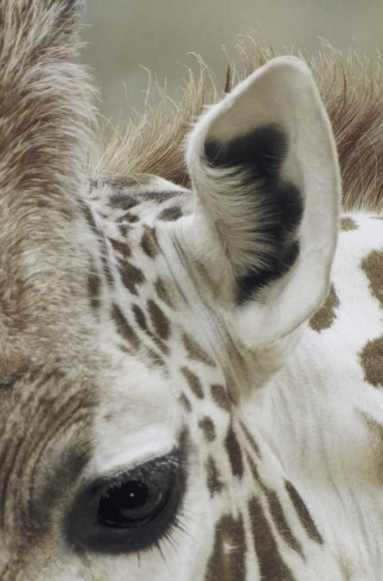 头,无人,竖图,室外,特写,白天,正面,哺乳动物,长颈鹿,野生动物,阴影,朦胧,模糊,反射,影子,注视,一只,动物,观察,看,活泼,观看,察看,关注,索马里亚长颈鹿,网纹长颈鹿,头部,半身,彩图