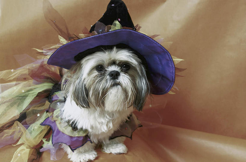 无人,坐,横图,室内,白天,正面,宠物,狗,帽子,阴影,节日,庆祝,装饰,反射,丝绸,丝带,影子,缎带,注视,文化,狮子狗,绸带,一只,动物,观察,看,庆典,万圣节,可爱,摄影,影棚,观看,纪念,华丽,修饰,点缀,察看,关注,西施犬,忠诚,赛珠犬,巫师帽,衬托,美观,雅致,雅观,狮子犬,西施狗,犬,坐着,半身,彩图,影棚拍摄,拍摄