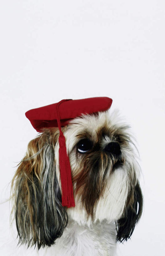 无人,站,竖图,室内,白天,白色背景,正面,宠物,狗,帽子,阴影,反射,影子,注视,狮子狗,一只,动物,观察,看,站着,可爱,摄影,影棚,观看,察看,关注,西施犬,贝雷帽,忠诚,赛珠犬,狮子犬,西施狗,犬,站立,半身,彩图,影棚拍摄,拍摄