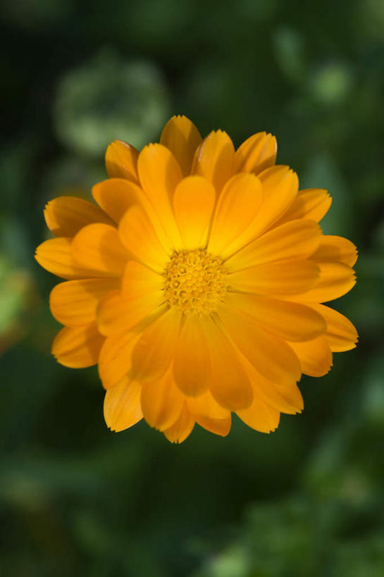 无人,竖图,室外,特写,白天,正面,美景,阴影,朦胧,模糊,盛开,反射,影子,景观,万寿菊,花蕾,花,花瓣,花朵,鲜花,自然,花苞,花蕊,健康,橙色,景色,自然风光,长寿,臭芙蓉,蜂窝菊,友情,彩图