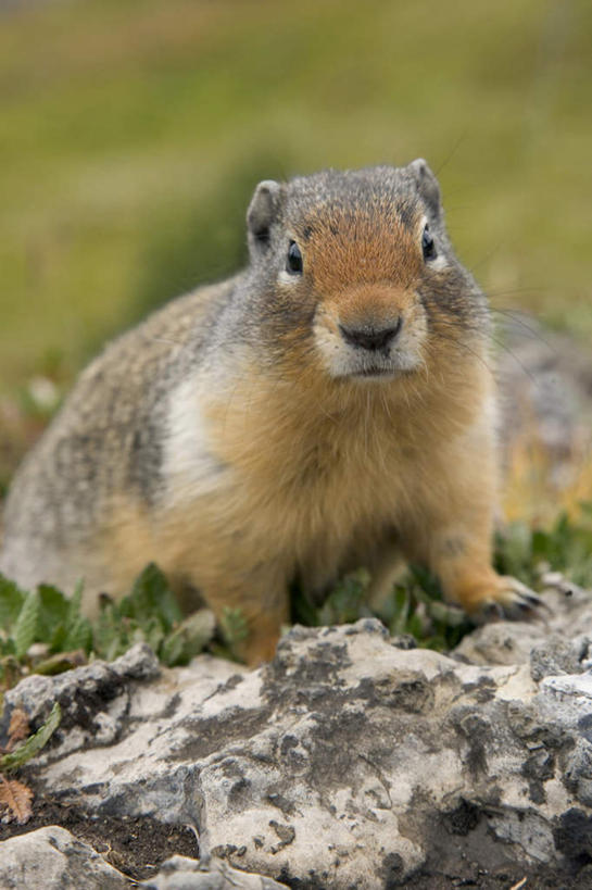 无人,站,竖图,室外,特写,白天,正面,草地,草坪,石头,美景,植物,野生动物,朦胧,模糊,石子,景观,注视,草,一只,绿色,自然,动物,松鼠,观察,看,站着,景色,可爱,活泼,观看,察看,关注,自然风光,地松鼠,石块,岩石,站立,半身,彩图