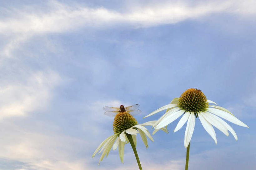 无人,横图,室外,白天,仰视,伸展,张开,展翅,阴影,盛开,光线,翅膀,蜻蜓,昆虫,影子,云,云朵,花蕾,云彩,停留,花,花瓣,花朵,鲜花,一只,蓝色,白云,蓝天,天空,阳光,动物,天,花苞,花蕊,松果菊,晴朗,停止,紫锥花,猫猫丁,咪咪洋,蚂螂,河嘻嘻,益虫,紫锥菊,放弃,张开翅膀,懈怠,逗留,停顿,展开翅膀,晴空,彩图,低角度拍摄,全身