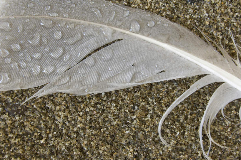 无人,横图,俯视,黑白,室外,特写,白天,水,露水,羽毛,一根,朦胧,模糊,轻盈,柔软,透明,液体,水滴,水珠,露珠,生机,剔透,轻柔,灵动,通明,高角度拍摄,晶莹