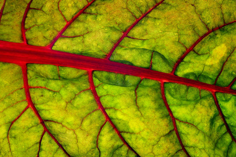 无人,横图,室内,特写,白天,正面,蔬菜,叶子,朦胧,模糊,新鲜,纹路,纹理,食品,绿叶,食物,红色,绿色,嫩叶,有机食品,绿色食品,青春,生命,和平,安详,牛皮菜,肌理,厚皮菜,冷色,厚合菜,莙达菜,莙荙菜,根达菜,恭菜,观达菜,叶,叶片,彩图