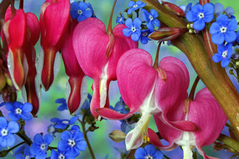 无人,横图,室外,特写,白天,正面,美景,勿忘我,朦胧,模糊,盛开,景观,花蕾,花,花瓣,花朵,鲜花,自然,花苞,花蕊,景色,同意,接受,自然风光,荷包牡丹,铃儿草,兔儿牡丹,鱼儿牡丹,答应,星辰花,勿忘草,斯太菊,矶松,彩图