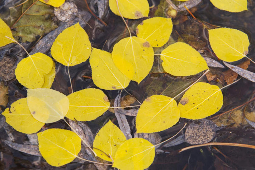 无人,横图,俯视,室外,特写,白天,湖,湖泊,美景,秋季,水,叶子,许多,阴影,漂浮,飘扬,反射,影子,湖面,景观,水流,水面,枯叶,落叶,飘落,黄色,自然,湖水,景色,下沉,自然风光,降落,飘零,叶,叶片,秋,秋天,彩图,高角度拍摄