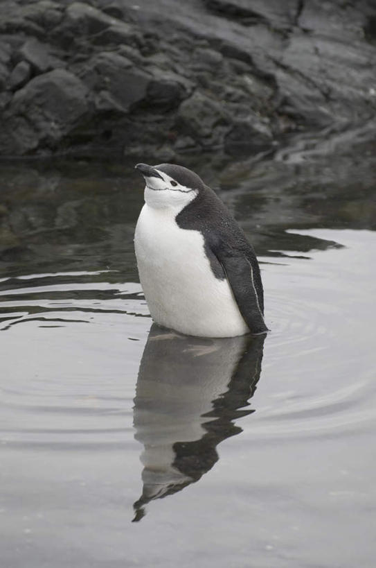 无人,站,竖图,室外,白天,侧面,旅游,度假,南极,海浪,海洋,石头,美景,企鹅,野生动物,波纹,石子,景观,浪花,涟漪,注视,娱乐,一只,水纹,自然,海水,动物,波浪,观察,看,站着,享受,休闲,景色,放松,可爱,活泼,观看,察看,关注,自然风光,帽带企鹅,南极洲,海景,水晕,南极大陆,南极地区,南极区,南极圈,胡须企鹅,颊带企鹅,第七大陆,大海,风浪,海,海水的波动,近岸浪,石块,岩石,涌浪,站立,半身,彩图