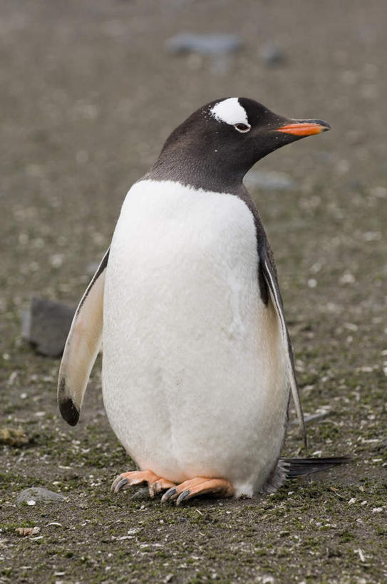 无人,站,竖图,室外,白天,正面,美景,沙滩,企鹅,野生动物,朦胧,模糊,沙子,海岸,景观,沙地,扭头,注视,一只,自然,动物,观察,看,站着,转头,景色,可爱,活泼,观看,察看,关注,自然风光,巴布亚企鹅,白眉企鹅,金图企鹅,海滩,站立,彩图,全身