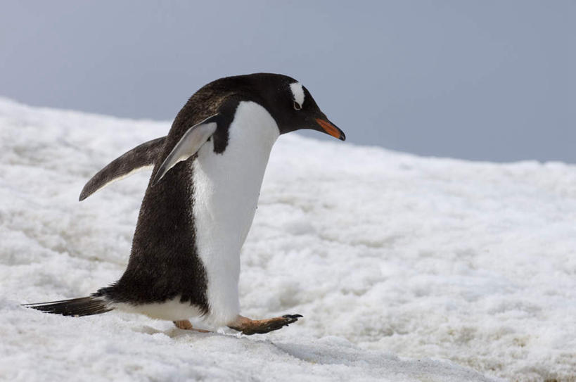 无人,走,横图,室外,白天,侧面,冰山,美景,山,企鹅,野生动物,伸展,张开,展翅,阴影,光线,翅膀,影子,冰,景观,山峰,山峦,注视,冰川,一只,蓝色,蓝天,天空,阳光,自然,动物,天,观察,看,景色,寒冷,可爱,活泼,晴朗,观看,察看,冰冷,关注,自然风光,冰河,张开翅膀,万里无云,严寒,冰凉,酷寒,凛冽,凛凛,极冷,巴布亚企鹅,白眉企鹅,金图企鹅,展开翅膀,晴空,晴空万里,步行,散步,走路,彩图,全身
