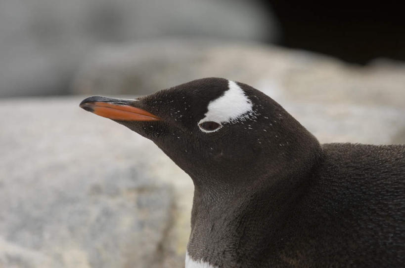头,无人,站,横图,室外,特写,白天,侧面,石头,美景,沙滩,企鹅,野生动物,朦胧,模糊,沙子,石子,海岸,景观,沙地,注视,一只,自然,动物,观察,看,站着,景色,可爱,活泼,观看,察看,关注,自然风光,巴布亚企鹅,白眉企鹅,金图企鹅,头部,海滩,石块,岩石,站立,半身,彩图