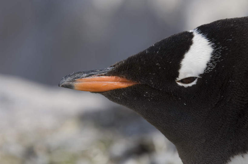 头,无人,站,横图,室外,特写,白天,侧面,石头,美景,沙滩,企鹅,野生动物,朦胧,模糊,沙子,石子,海岸,景观,沙地,注视,一只,自然,动物,观察,看,站着,景色,可爱,活泼,观看,察看,关注,自然风光,巴布亚企鹅,白眉企鹅,金图企鹅,头部,海滩,石块,岩石,站立,半身,彩图