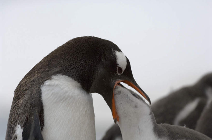 无人,家庭,站,横图,室外,白天,正面,石头,美景,企鹅,野生动物,阴影,朦胧,模糊,光线,石子,影子,景观,扭头,注视,蓝色,蓝天,天空,阳光,自然,动物,天,观察,看,站着,张嘴,转头,两只,温暖,温馨,一家人,景色,可爱,活泼,晴朗,观看,和睦,察看,关注,自然风光,张大嘴巴,万里无云,巴布亚企鹅,白眉企鹅,金图企鹅,石块,岩石,晴空,晴空万里,张开嘴,抬头,仰头,站立,半身,彩图,融洽