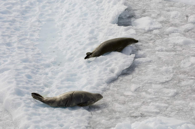 无人,横图,俯视,室外,白天,旅游,度假,美景,哺乳动物,海豹,野生动物,冰,景观,扭头,注视,娱乐,自然,动物,浮冰,观察,看,趴着,转头,两只,享受,休闲,景色,放松,寒冷,可爱,活泼,观看,察看,冰冷,关注,自然风光,南极洲,严寒,冰凉,酷寒,凛冽,凛凛,极冷,流冰,浮冰块,格雷厄姆地,南极半岛,南极大陆,帕默半岛,食蟹海豹,锯齿海豹,趴,彩图,高角度拍摄,全身