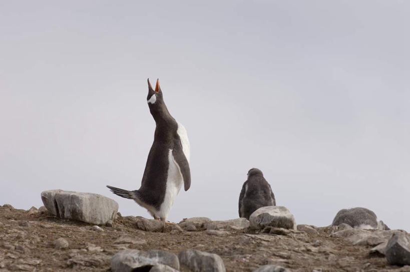 无人,站,横图,室外,白天,仰视,石头,美景,沙滩,企鹅,野生动物,阴影,光线,沙子,石子,影子,海岸,景观,沙地,注视,蓝色,蓝天,天空,阳光,自然,动物,天,观察,看,站着,张嘴,两只,景色,可爱,活泼,晴朗,观看,察看,关注,自然风光,张大嘴巴,万里无云,巴布亚企鹅,白眉企鹅,金图企鹅,海滩,石块,岩石,晴空,晴空万里,张开嘴,抬头,仰头,站立,彩图,低角度拍摄,全身