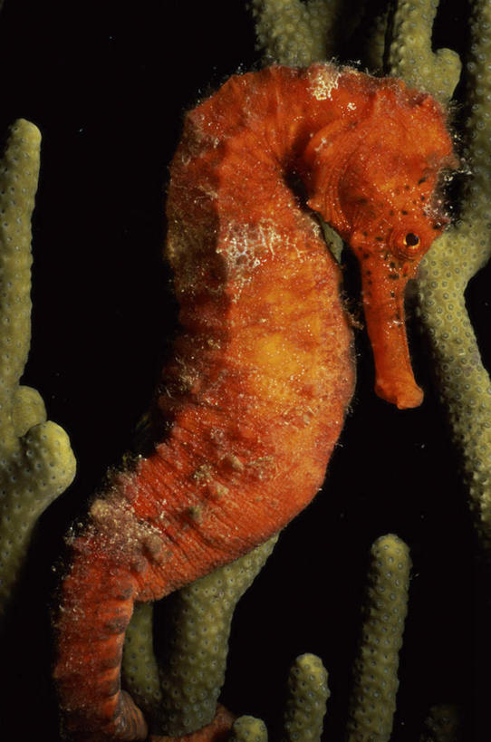 游泳,无人,闭眼,竖图,室外,特写,白天,侧面,海底,水下,美景,朦胧,模糊,鱼,珊瑚,景观,水底,珊瑚礁,鱼类,海洋生物,一只,自然,景色,海底世界,海马,自然风光,水生动物,水生物,海底动物,海底礁,泅水,拍浮,海床,礁,岩石,闭眼睛,闭着眼,闭着眼睛,半身,彩图