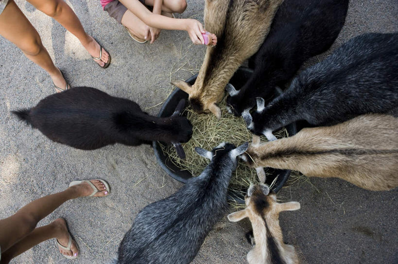 西方人,儿童,三个人,伙伴,朋友,站,蹲,摸,横图,俯视,室外,白天,凉鞋,友谊,纯洁,野生动物,羊,鞋子,欧洲,欧洲人,抚摸,裤子,棕色,干草,小孩,黑色,动物,草垛,站着,可爱,童年,童趣,活泼,张开双腿,童真,烂漫,无邪,食槽,饲料槽,展开双腿,干草垛,天真,友情,女孩,女人,女性,白种人,山羊,触摸,蹲着,接触,站立,半身,彩图,高角度拍摄,夹趾拖鞋,人字拖,人字拖鞋,羊食槽,女生,伸展双腿