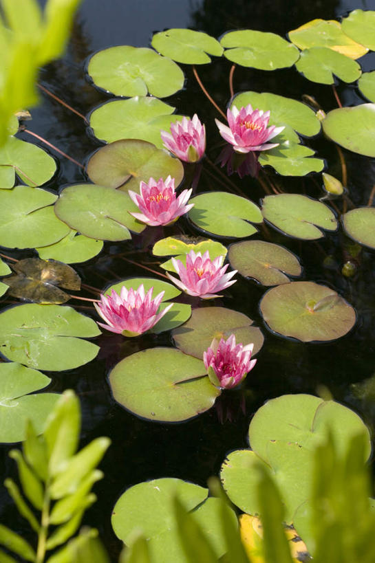 无人,竖图,俯视,室外,白天,美景,睡莲,叶子,许多,盛开,池塘,景观,水池,荷叶,很多,花蕾,花,花瓣,花朵,鲜花,粉色,自然,花苞,花蕊,景色,自然风光,纯真,妖艳,莲叶,水芹花,抒情,洁净,水洋花,子午莲,叶,叶片,彩图,高角度拍摄