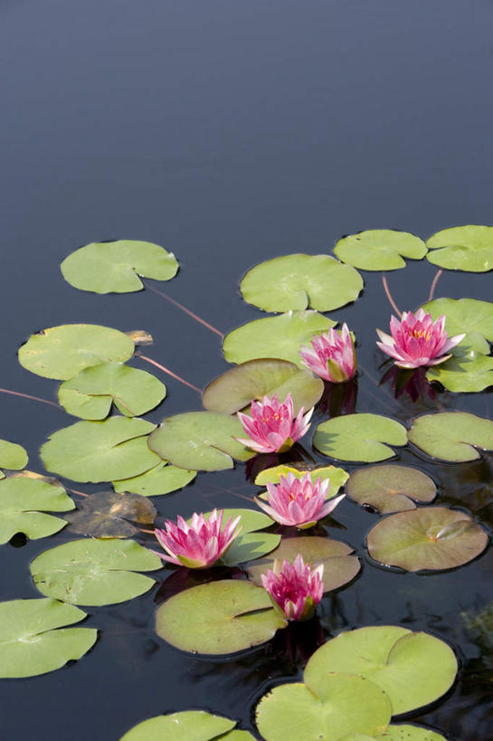 无人,竖图,俯视,室外,白天,美景,睡莲,叶子,许多,盛开,池塘,景观,水池,荷叶,很多,花蕾,花,花瓣,花朵,鲜花,粉色,自然,花苞,花蕊,景色,自然风光,纯真,妖艳,莲叶,水芹花,抒情,洁净,水洋花,子午莲,叶,叶片,彩图,高角度拍摄