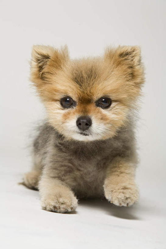 无人,坐,竖图,室内,白天,白色背景,正面,宠物,狗,阴影,反射,影子,注视,博美犬,松鼠犬,一只,动物,观察,看,可爱,摄影,影棚,观看,察看,关注,忠诚,波美拉尼亚犬,博美狗,犬,坐着,彩图,全身,影棚拍摄,拍摄