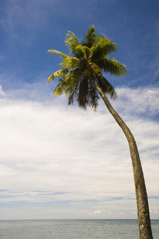 无人,竖图,室外,白天,仰视,旅游,度假,海浪,海洋,美景,沙滩,植物,棕榈树,叶子,阴影,光线,沙子,影子,海岸,景观,浪花,水平线,云,云朵,辽阔,绿叶,海平线,沙地,云彩,娱乐,树,树木,蓝色,绿色,白云,蓝天,天空,阳光,自然,海水,天,享受,休闲,广阔,嫩叶,景色,放松,生长,晴朗,成长,一望无际,自然风光,大洋洲,海景,棕榈叶,塔希提岛,法属波利尼西亚,社会群岛,首府,大溪地,法属玻利尼西亚,塔西提岛,无边无际,一马平川,帕皮提,叶,叶片,大海,风浪,海,海水的波动,海滩,近岸浪,涌浪,晴空,彩图,低角度拍摄,水天相接,水天一线