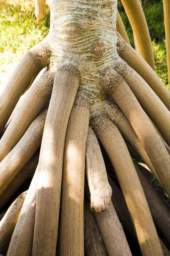 无人,竖图,室外,特写,白天,正面,旅游,度假,美景,植物,阴影,光线,影子,景观,树根,树桩,娱乐,树,树干,树木,绿色,阳光,自然,享受,休闲,木桩,景色,放松,生长,成长,自然风光,大洋洲,法属波利尼西亚,社会群岛,法属玻利尼西亚,胡阿希内岛,彩图