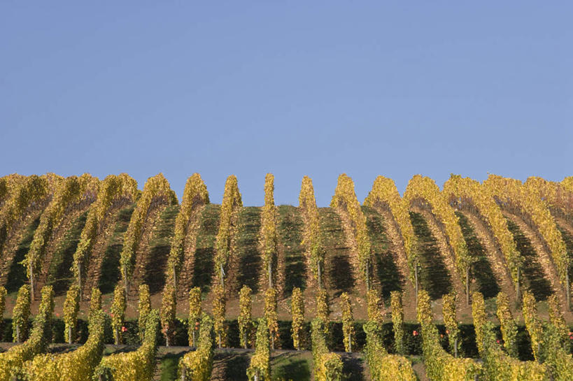 无人,果园,横图,室外,白天,正面,旅游,度假,美景,秋季,田园,叶子,美国,收成,阴影,光线,影子,景观,枯叶,落叶,娱乐,葡萄园,蓝色,蓝天,天空,阳光,自然,庄园,天,享受,休闲,景色,放松,收获,晴朗,北美,北美洲,自然风光,美洲,俄勒冈州,万里无云,俄勒冈,北亚美利加洲,亚美利加洲,落日之州,水獭之州,海狸州,劳绩,威拉米特河,叶,叶片,晴空,晴空万里,秋,秋天,彩图