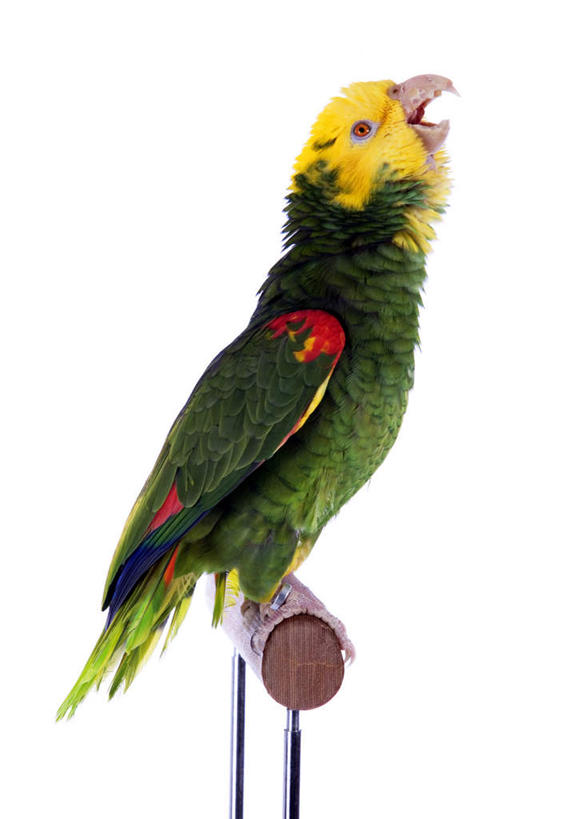 无人,站,竖图,室内,白天,白色背景,侧面,鸟,鹦鹉,鸟类,注视,一只,黄色,红色,绿色,动物,观察,看,站着,可爱,摄影,活泼,影棚,观看,察看,关注,观赏鸟,站立,彩图,全身,影棚拍摄,拍摄