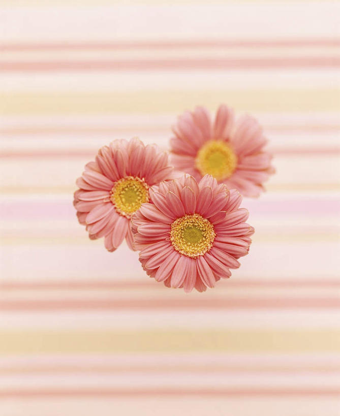 无人,竖图,室内,特写,白天,正面,快乐,幸福,三朵,盛开,玛格丽特,花蕾,雏菊,花,花瓣,花朵,鲜花,粉色,花苞,花蕊,菊花,活力,摄影,影棚,希望,坚强,和平,离别,延命菊,幸福花,春菊,马兰头花,暗恋,纯情,单恋,天真,彩图,影棚拍摄,愉快,拍摄