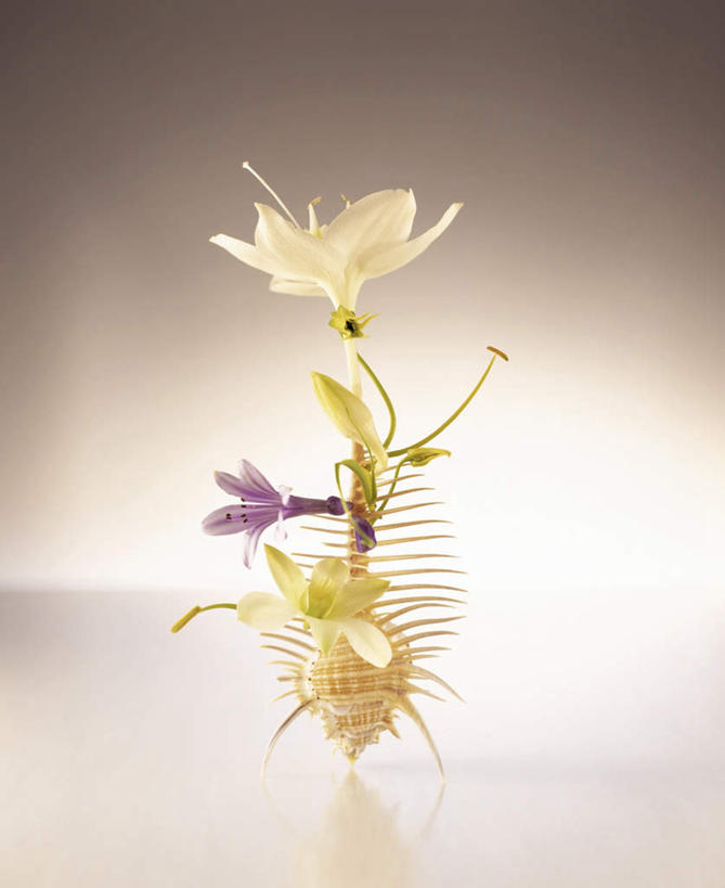 无人,竖图,俯视,室内,特写,白天,百合花,盛开,花蕾,花,花瓣,花朵,鲜花,花苞,花蕊,摄影,影棚,强瞿,百合蒜,倒仙,番韭,山丹,彩图,高角度拍摄,影棚拍摄,拍摄