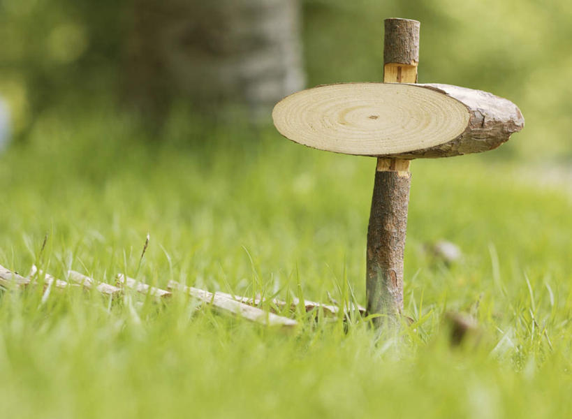 无人,横图,室外,特写,白天,正面,草地,草坪,植物,静物,朦胧,模糊,木制,草,树,树木,绿色,自然,木制品,名牌,生长,成长,横截面,剖面,截面,截面图形,彩图