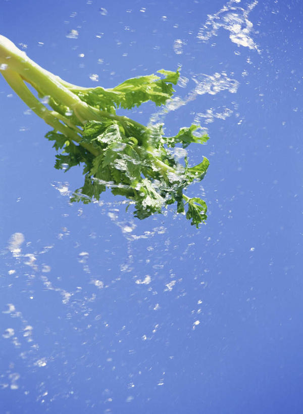 无人,竖图,室外,特写,白天,正面,水,芹菜,蔬菜,飞溅,蓝色背景,朦胧,模糊,新鲜,溅,液体,水滴,食品,水珠,食物,有机食品,绿色食品,喷洒,一株,药芹,水芹,旱芹,彩图