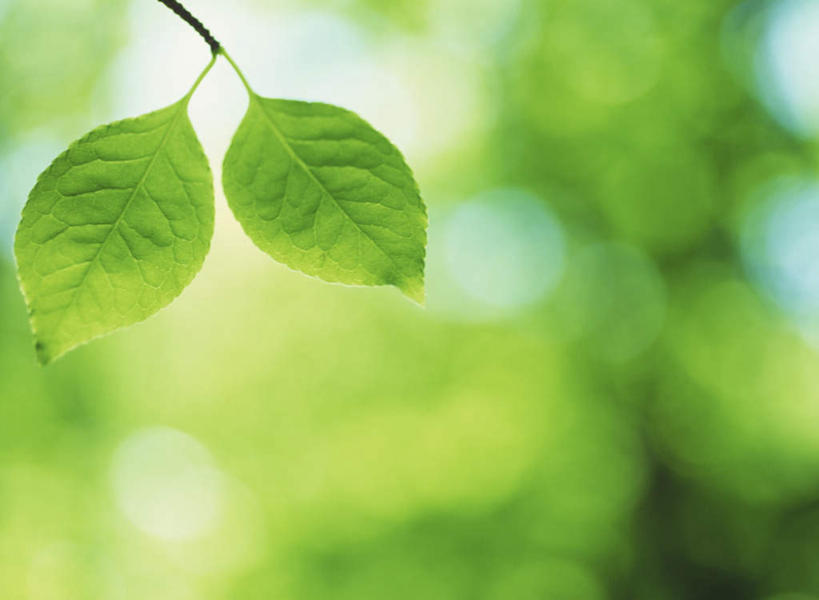 无人,横图,室外,特写,白天,正面,美景,叶子,两片,朦胧,模糊,景观,绿叶,自然,嫩叶,景色,自然风光,叶,叶片,彩图