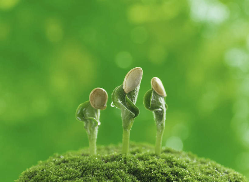 无人,横图,室外,特写,白天,正面,美景,生气,朦胧,模糊,景观,青苔,苔藓,幼苗,自然,嫩芽,景色,活力,朝气,生长,生机,希望,自然风光,秧苗,彩图