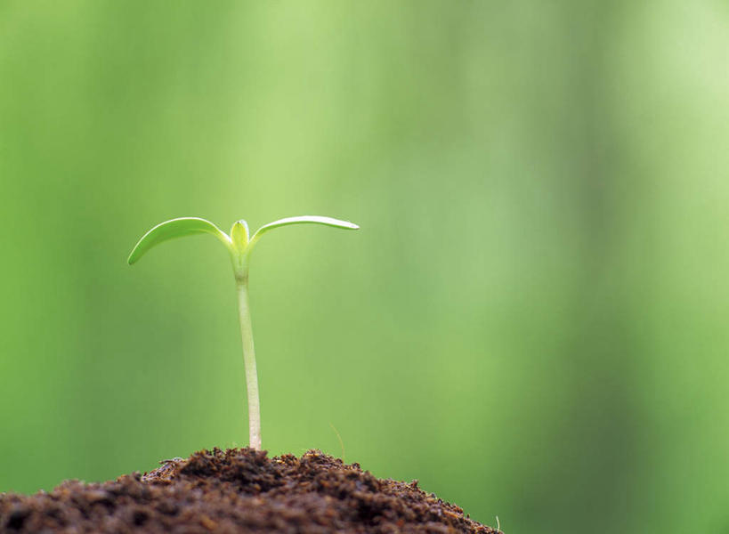 无人,横图,室外,特写,白天,正面,美景,叶子,生气,朦胧,模糊,景观,泥土,土壤,绿叶,幼苗,自然,嫩芽,嫩叶,景色,活力,朝气,生长,成长,生机,希望,两株,自然风光,发展,新苗,叶,叶片,彩图