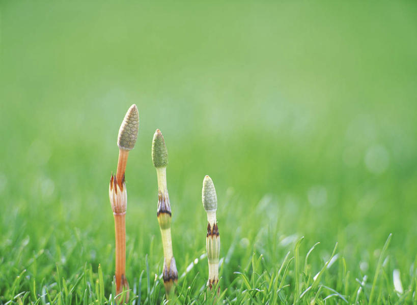 无人,横图,室外,特写,白天,正面,旅游,度假,草地,草坪,美景,植物,朦胧,模糊,景观,娱乐,草,绿色,自然,享受,休闲,景色,放松,自然风光,问荆,接续草,公母草,搂接草,空心草,马蜂草,猪鬃草,黄蚂草,节节草,接骨草,三株,彩图,木贼