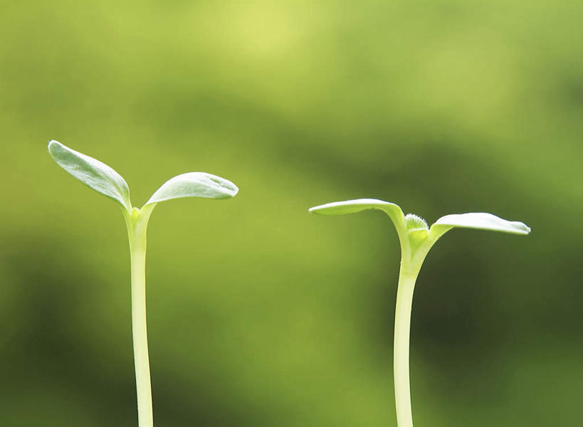 无人,横图,室外,特写,白天,正面,美景,叶子,阴影,生气,朦胧,模糊,光线,影子,景观,绿叶,幼苗,阳光,自然,嫩芽,嫩叶,景色,活力,朝气,生长,成长,生机,希望,两株,自然风光,秧苗,发展,新苗,叶,叶片,彩图