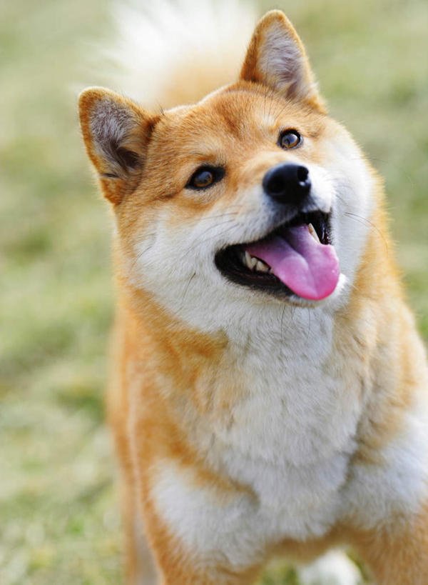 无人,站,竖图,俯视,室外,特写,白天,草地,草坪,美景,植物,宠物,狗,朦胧,模糊,景观,注视,吐舌头,草,一只,黄色,绿色,自然,动物,观察,看,伸舌头,站着,吐舌,景色,可爱,观看,察看,关注,自然风光,秋田犬,忠诚,日本秋田犬,犬,站立,半身,彩图,高角度拍摄