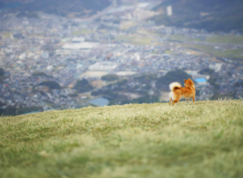 无人,站,横图,室外,白天,草地,草坪,美景,山,植物,宠物,狗,朦胧,模糊,景观,山峰,乡村,山峦,草,一只,背面,黄色,绿色,自然,动物,村庄,站着,景色,可爱,村落,自然风光,秋田犬,忠诚,村子,日本秋田犬,犬,站立,彩图,全身
