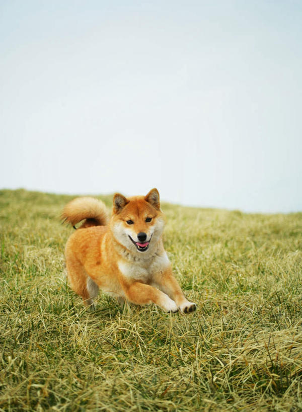 无人,站,竖图,室外,白天,正面,草地,草坪,美景,植物,宠物,狗,景观,注视,草,一只,黄色,蓝色,绿色,蓝天,天空,自然,动物,天,观察,看,站着,景色,可爱,晴朗,观看,察看,关注,自然风光,秋田犬,忠诚,万里无云,日本秋田犬,晴空,晴空万里,犬,站立,彩图,全身