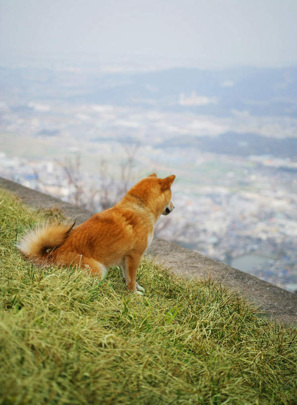 无人,坐,竖图,俯视,室外,白天,草地,草坪,美景,植物,宠物,狗,朦胧,模糊,景观,乡村,注视,草,一只,黄色,蓝色,绿色,蓝天,天空,自然,动物,村庄,天,观察,看,景色,可爱,晴朗,观看,村落,察看,关注,自然风光,秋田犬,忠诚,万里无云,村子,日本秋田犬,晴空,晴空万里,犬,坐着,彩图,高角度拍摄,全身