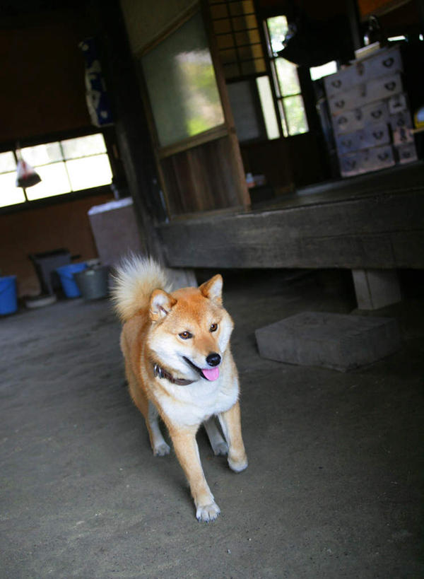 无人,站,竖图,室内,白天,正面,窗户,宠物,狗,阴影,反射,影子,墙,地面,注视,墙壁,墙面,一只,黄色,动物,观察,看,站着,可爱,观看,察看,关注,秋田犬,忠诚,日本秋田犬,犬,站立,彩图,全身