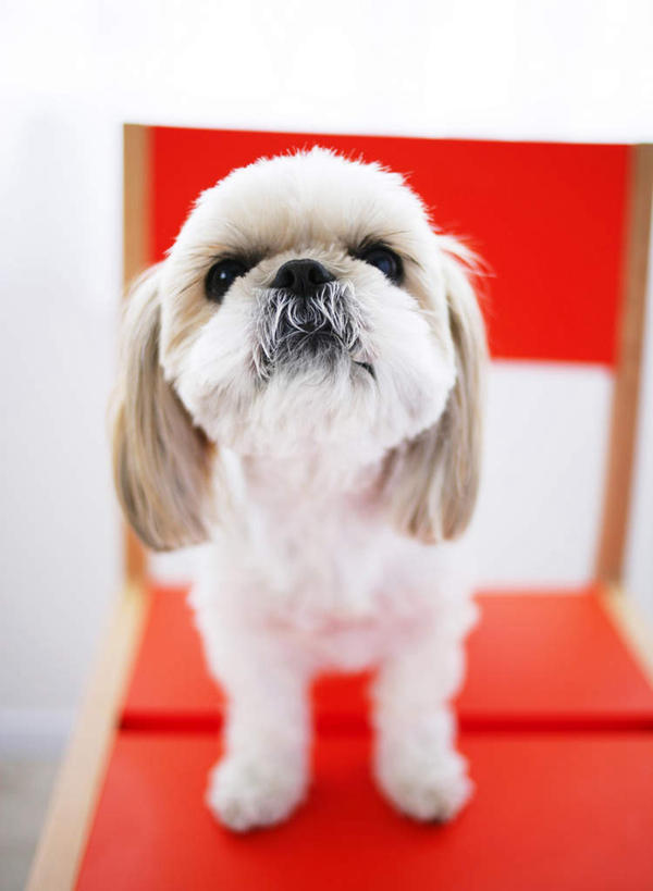 无人,站,竖图,室内,特写,白天,白色背景,正面,宠物,狗,椅子,阴影,反射,影子,木椅,注视,北京犬,狮子狗,一只,红色,动物,观察,看,站着,可爱,摄影,影棚,观看,察看,关注,忠诚,北京宫廷犬,京巴,犬,抬头,仰头,站立,彩图,全身,影棚拍摄,拍摄