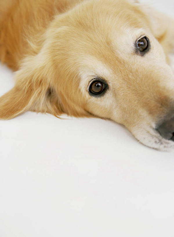 头,无人,竖图,俯视,室内,特写,白天,白色背景,宠物,狗,注视,金毛犬,一只,动物,观察,看,趴着,可爱,摄影,影棚,金毛,观看,察看,金毛猎犬,关注,寻回犬,金毛寻回犬,忠诚,金毛狗,金毛寻回狗,寻回狗,头部,犬,趴,半身,彩图,高角度拍摄,影棚拍摄,拍摄